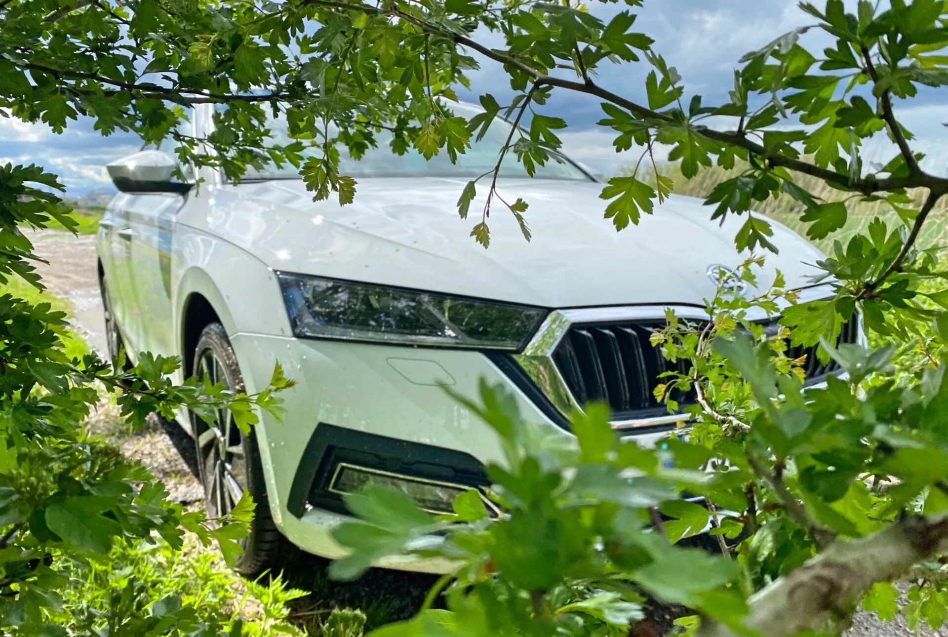 Zdjęcie z niskiego kąta ukazujące przednią lewą stronę Skoda Octavia Limousine 2020, częściowo zasłoniętą przez liście. Na obrazie widać elegancki lewy reflektor, przedni grill z pionowymi listwami oraz aluminiowe koło z nowoczesnym wzorem. Naturalna oprawa z liśćmi i gałęziami sugeruje motyw outdoorowy lub związany z naturą, przy czym jasny kolor samochodu kontrastuje z zielenią i częściowo zachmurzonym niebem.